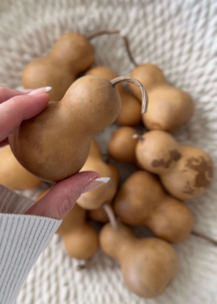 Close-up of mini dried gourd being held, showing natural markings and stem detail.