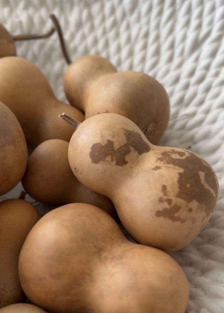 Close-up of natural mini dried gourds with rustic brown markings, displayed together as a Fall bowl filler.